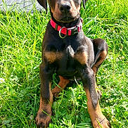 Tommy a rejoint le concours — aidez-le/la à gagner de superbes lots ! animal, canine, doberman, dog, ears, eyes, fur, garden, grass, greenery, muzzle, nature, outdoor, pet, playful, puppy, red_collar, sitting, sunlight, young