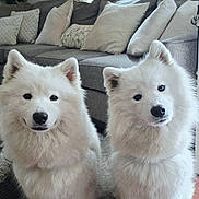 Snow And Bearbear is registered to the contest to win money with this photo: dog, white_dog, fluffy, pets, indoor, living_room, couch, pillows, wooden_floor, fur, cute, animal, companions, two_dogs, sitting, domestic, canine, friendly, pet_portrait, cozy