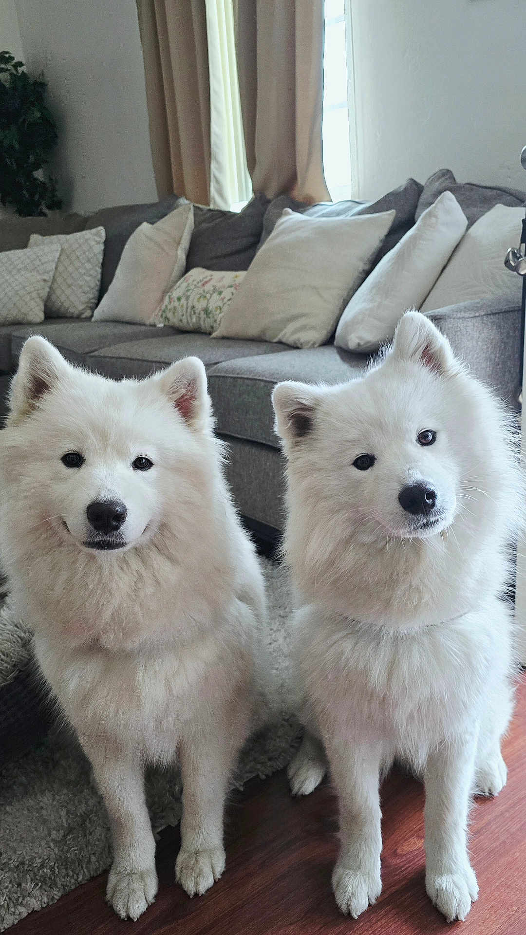 Snow And Bearbear is registered to the contest to win money with this photo: dog, white_dog, fluffy, pets, indoor, living_room, couch, pillows, wooden_floor, fur, cute, animal, companions, two_dogs, sitting, domestic, canine, friendly, pet_portrait, cozy