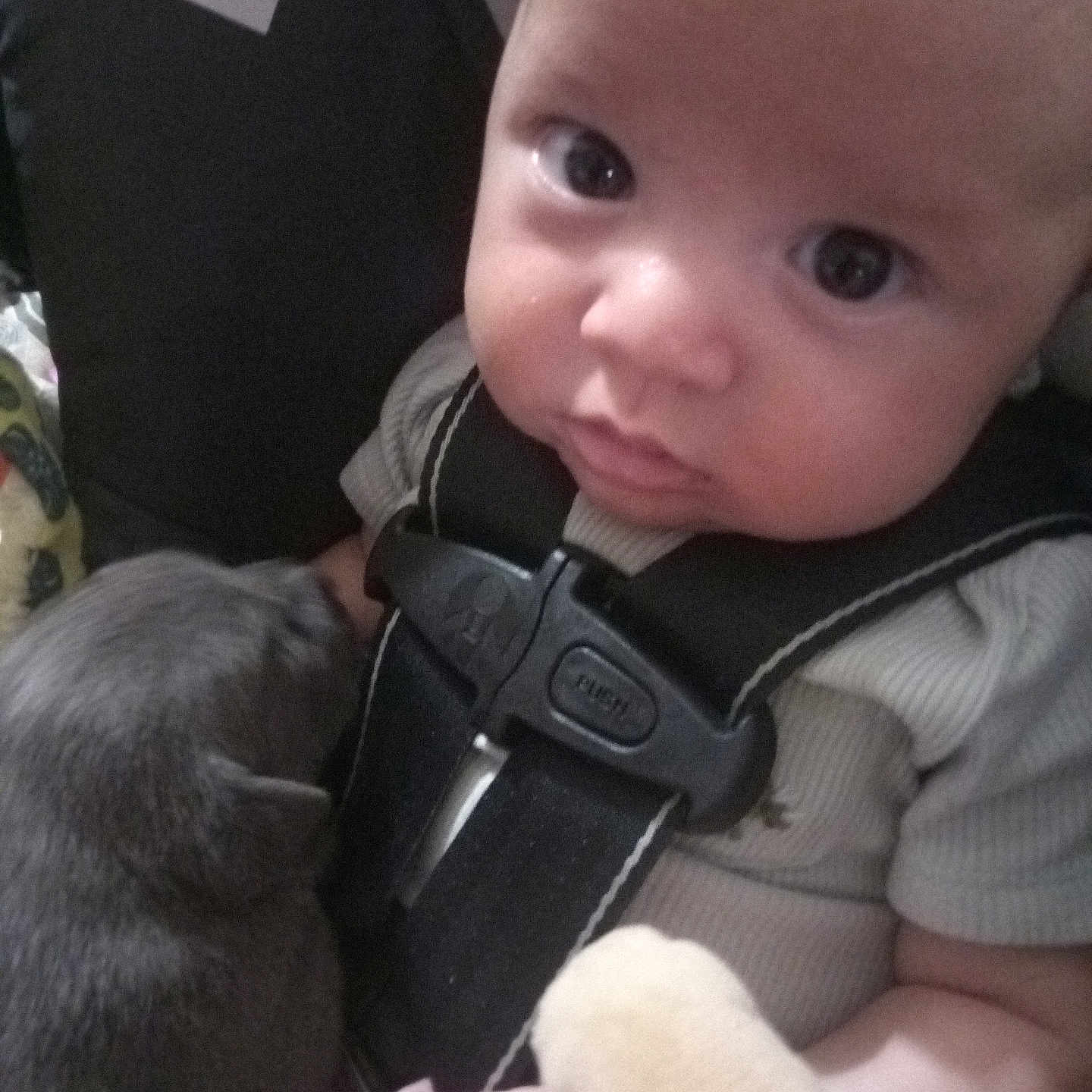 Caden joined the competition — help win amazing prizes! baby, child, car_seat, seatbelt, gray_cat, pet, animal, face, wide_eyes, infant, clothing, hand, indoor, close_up, cute, snuggle, soft_toys, expression, person, portrait