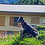 dog, outdoor, grass, flower, mountain, house, nature, pet, collar, sunlight, alps, scenery, greenery, animal, canine, daylight, flora, landscape, peaceful, summer