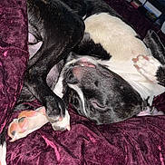 Obsidian is registered to the contest to win money with this photo: dog, sleeping_dog, pet, blanket, paws, curled_up, black_and_white, fur, muzzle, nose, closed_eyes, cozy, indoor, bed, textured_blanket, resting, cute, pink_paw_pads, close_up, relaxing