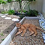 Wifi a rejoint le concours — aidez-le/la à gagner de superbes lots ! animal, cat, daylight, fur, garden, greenery, hose, nature, orange_tabby, outdoor, pebble_pathway, pet, plants, pond, relaxing, resting, shrub, stepping_stones, sunlight, wall