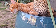 Wifi participe au concours pour gagner de l'argent avec cette photo : animal, cat, closeup, daylight, feline, garden, grass, leaf, nature, orange_tabby, outdoor, palm_tree, pet, plant, planter, pot, relaxing, resting, summer, tree