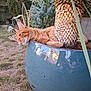 animal, cat, closeup, daylight, feline, garden, grass, leaf, nature, orange_tabby, outdoor, palm_tree, pet, plant, planter, pot, relaxing, resting, summer, tree