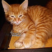 Wifi participe au concours pour gagner de l'argent avec cette photo : animal, cat, closeup, cute, domestic_cat, drawer, ear, feline, fur, indoor, kitten, metal_hinge, orange_tabby, paw, pet, resting, sleepy, striped, whiskers, wood