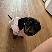 Coco is registered to the contest to win money with this photo: puppy, dog, dachshund, small_dog, indoor, wooden_floor, pet_clothing, pink_bow, cute, looking_up, animal, pet, mammal, flooring, young_dog, adorable, domestic_dog, fur, whiskers, ears
