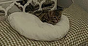 Kuina a rejoint le concours — aidez-le/la à gagner de superbes lots ! cat, tabby, cushion, bed, checkered, mirror, reflection, indoor, resting, feline, pet, cozy, striped, soft, comfort, pillow, relaxing, home, animal, quiet