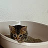 Kuina a rejoint le concours — aidez-le/la à gagner de superbes lots ! kitten, cat, litter_box, tabby, pet, indoor, animal, curious, young, small, feline, claw, paw, brown, black, eye, cute, playful, wooden_floor, wall