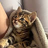 Kuina a rejoint le concours — aidez-le/la à gagner de superbes lots ! kitten, cat, striped, fur, pet, animal, cute, blanket, cozy, lap, person, legs, feline, young, indoor, resting, curious, soft, comfort, warm
