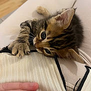 Kuina a rejoint le concours — aidez-le/la à gagner de superbes lots ! kitten, cat, tabby, fur, paw, claw, hand, fabric, texture, striped, closeup, cute, pet, animal, indoor, resting, soft, curious, warm, cozy