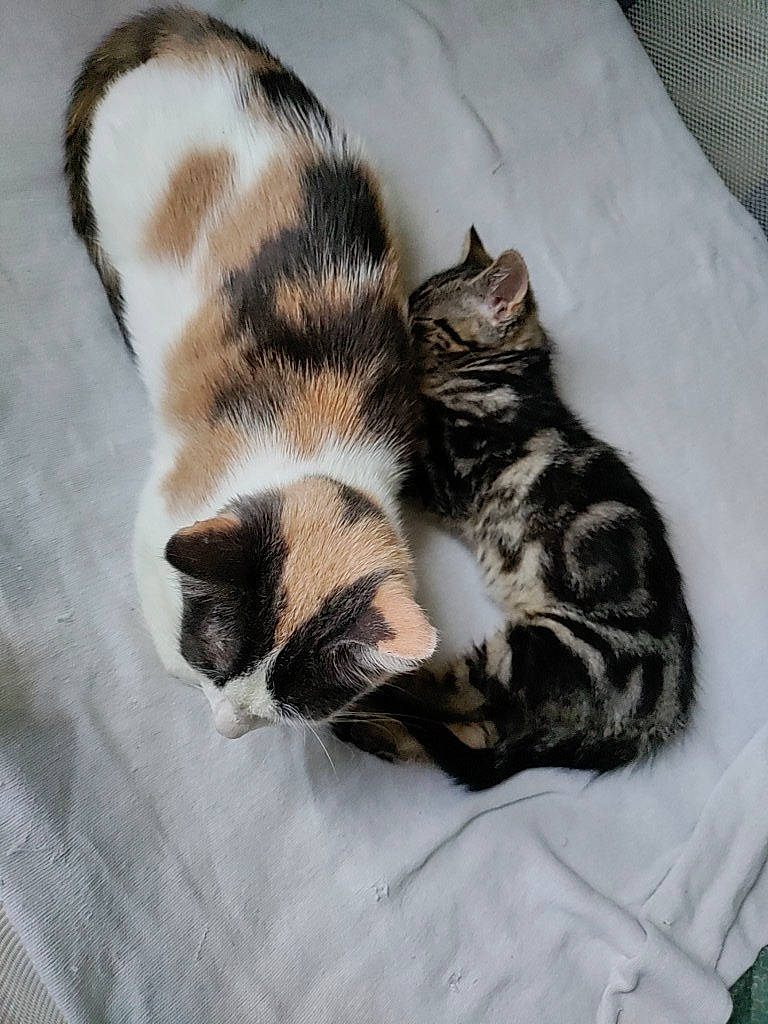 Batman is registered to the contest to win money with this photo: carnivore, cat, claw, comfort, domestic_short_haired_cat, felidae, fur, grey, linens, mammal, nap, paw, sleep, small_to_medium_sized_cats, snout, tail, terrestrial_animal, vertebrate, whiskers, wood