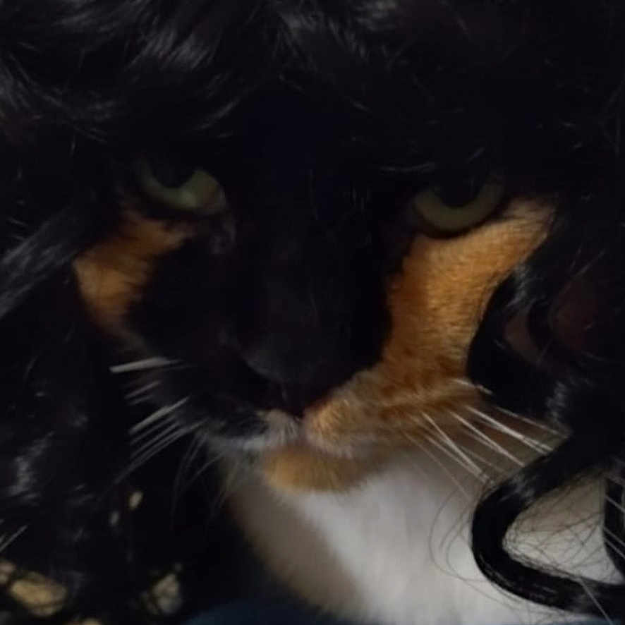 Cyndelle a rejoint le concours — aidez-le/la à gagner de superbes lots ! animal, black_hair, blue_blanket, calico_cat, cat, close_up, costume, curly_wig, cute, domestic_cat, face, feline, funny, fur, green_eyes, indoor, pet, portrait, resting, whiskers