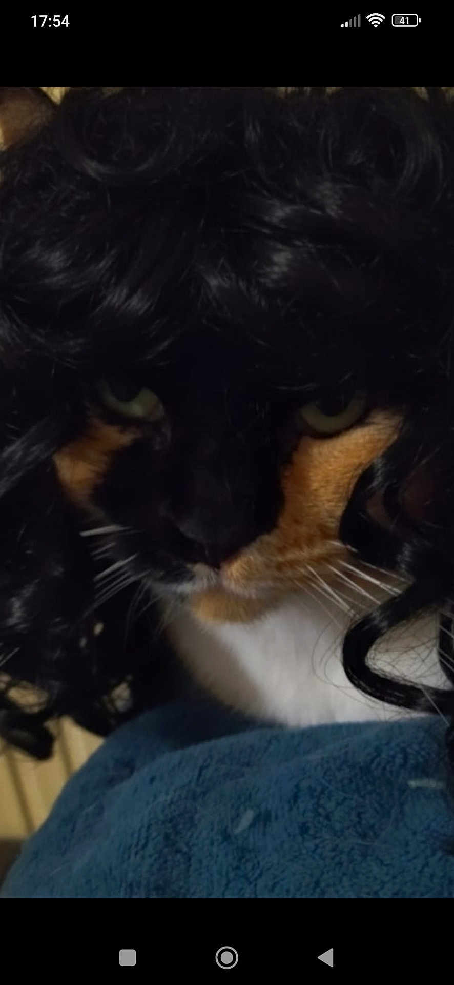 Cyndelle a rejoint le concours — aidez-le/la à gagner de superbes lots ! cat, calico_cat, curly_wig, black_hair, green_eyes, close_up, pet, animal, feline, whiskers, fur, face, blue_blanket, indoor, portrait, cute, funny, costume, domestic_cat, resting