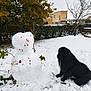 Socrate a rejoint le concours — aidez-le/la à gagner de superbes lots ! dog, snowman, snow, tree, hedge, grass, carrot, leaf, twig, house, winter, outdoor, pet, animal, black_dog, garden, cold, frost, playful, nature
