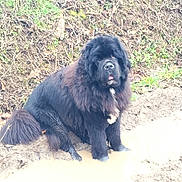 Socrate participe au concours pour gagner de l'argent avec cette photo : dog, mud, puddle, black, fluffy, outdoor, nature, grass, earth, animal, pet, mammal, wet, muddy, tongue, sitting, leaf, fur, large, white_patch
