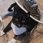 Ethel is registered to the contest to win money with this photo: cat, black_and_white, tuxedo_cat, pet, animal, feline, yellow_eyes, whiskers, ears, fur, lying_down, indoor, plastic_bag, crinkled, floor, portrait, closeup, looking_at_camera, white_chest, relaxed