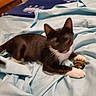 Ethel is registered to the contest to win money with this photo: cat, tuxedo_cat, pet, animal, bed, bedding, blanket, bedroom, indoor, black_and_white, whiskers, ears, tail, paws, yellow_eyes, toy_guitar, musical_instrument, relaxed, lying_down, cozy