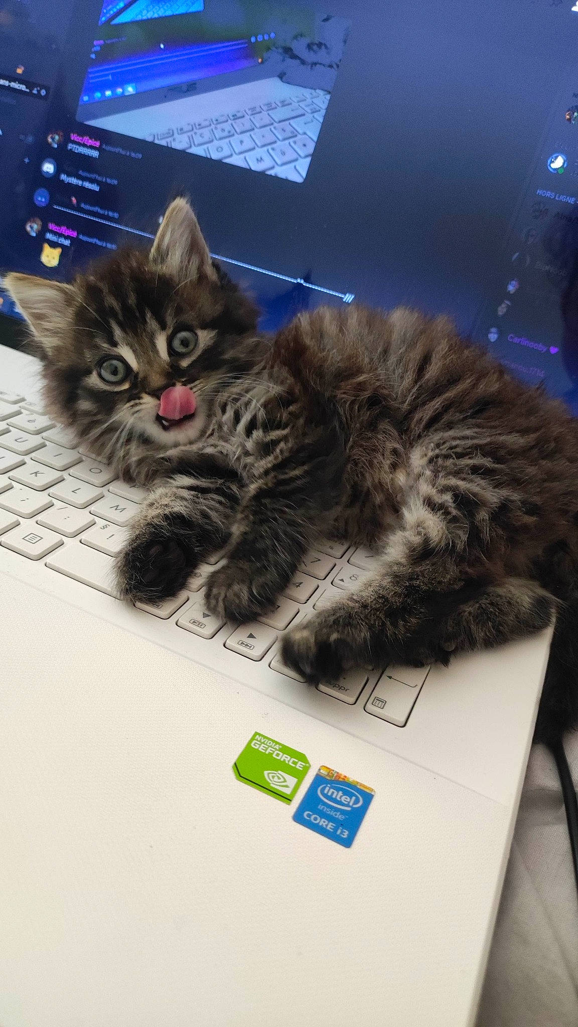 Anya participe au concours pour gagner de l'argent avec cette photo : box, carnivore, cat, claw, domestic_short_haired_cat, felidae, fur, paw, small_to_medium_sized_cats, snout, tail, whiskers