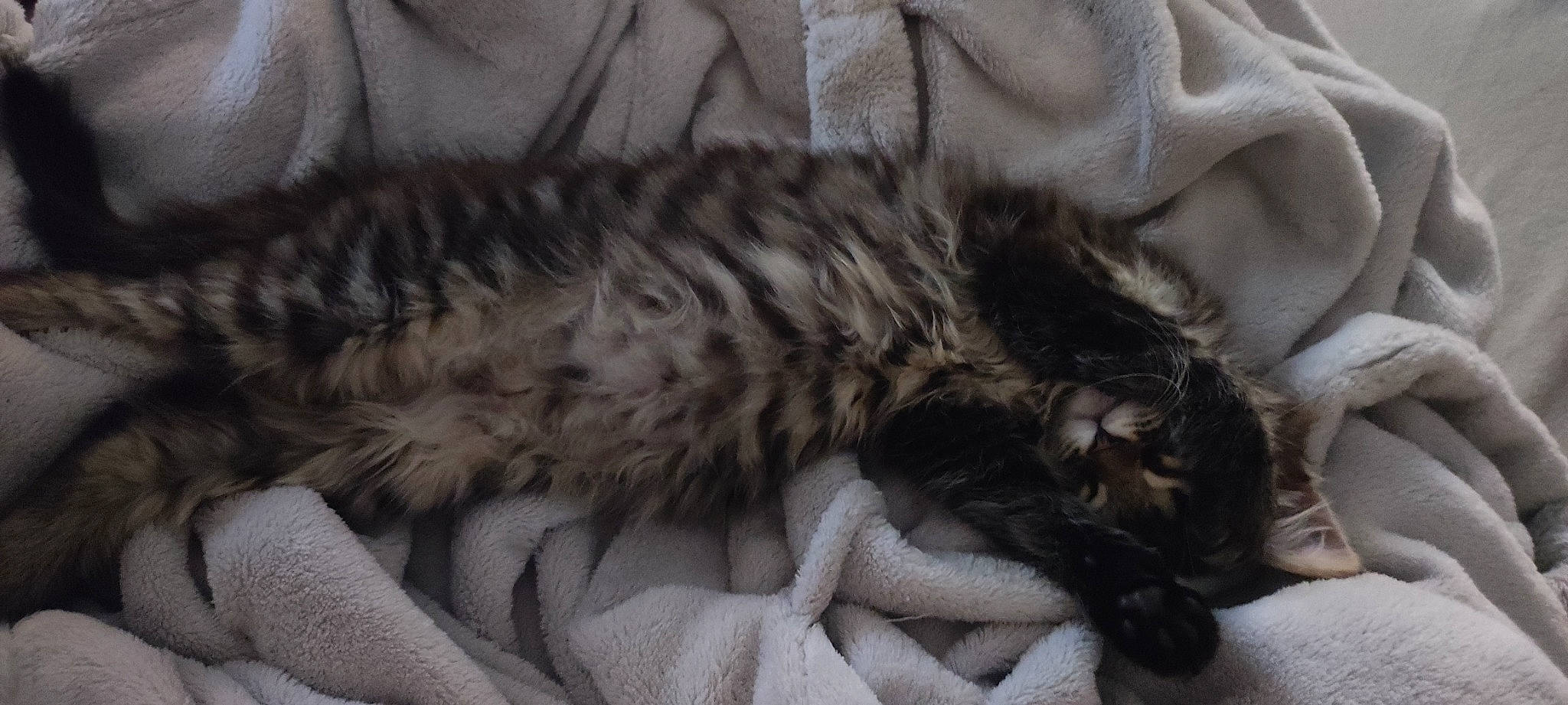 Anya a rejoint le concours — aidez-le/la à gagner de superbes lots ! bedding, carnivore, cat, claw, comfort, domestic_short_haired_cat, felidae, fur, grey, linens, nap, paw, sleep, small_to_medium_sized_cats, snout, tail, terrestrial_animal, whiskers