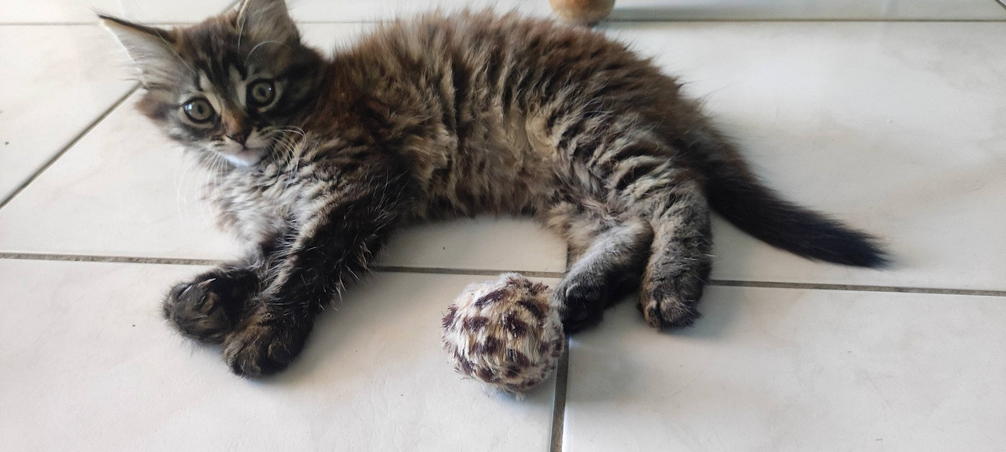 Anya participe au concours pour gagner de l'argent avec cette photo : carnivore, cat, cat_toy, claw, comfort, domestic_short_haired_cat, felidae, foot, fur, paw, small_to_medium_sized_cats, snout, tail, terrestrial_animal, whiskers