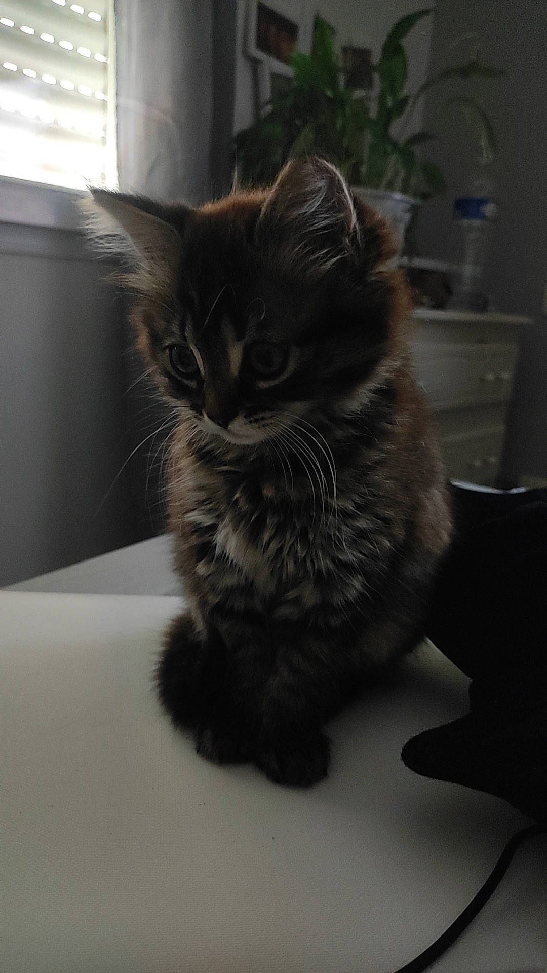 Anya a rejoint le concours — aidez-le/la à gagner de superbes lots ! carnivore, cat, claw, comfort, domestic_short_haired_cat, felidae, fur, grey, houseplant, monochrome_photography, paw, plant, serveware, sitting, small_to_medium_sized_cats, snout, tableware, tail, whiskers, window