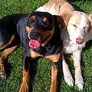 Goliate Et Belle participe au concours pour gagner de l'argent avec cette photo :