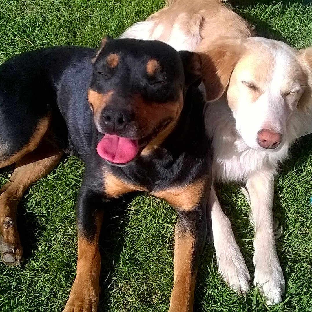 Goliate Et Belle