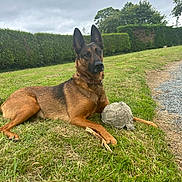 Sarita participe au concours pour gagner de l'argent avec cette photo : dog, german_shepherd, grass, outdoor, pet, animal, soccer_ball, toy, hedge, nature, laying_down, brown, black, ears, collar, fur, quiet, calm, garden, field