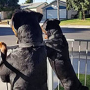 Abbott And Costello is registered to the contest to win money with this photo: dog, rottweiler, pet, fence, suburban, street, house, yard, grass, daylight, outdoor, animal, canine, back_view, collar, tree, palm_tree, curious, standing, nature