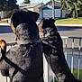 dog, rottweiler, pet, fence, suburban, street, house, yard, grass, daylight, outdoor, animal, canine, back_view, collar, tree, palm_tree, curious, standing, nature