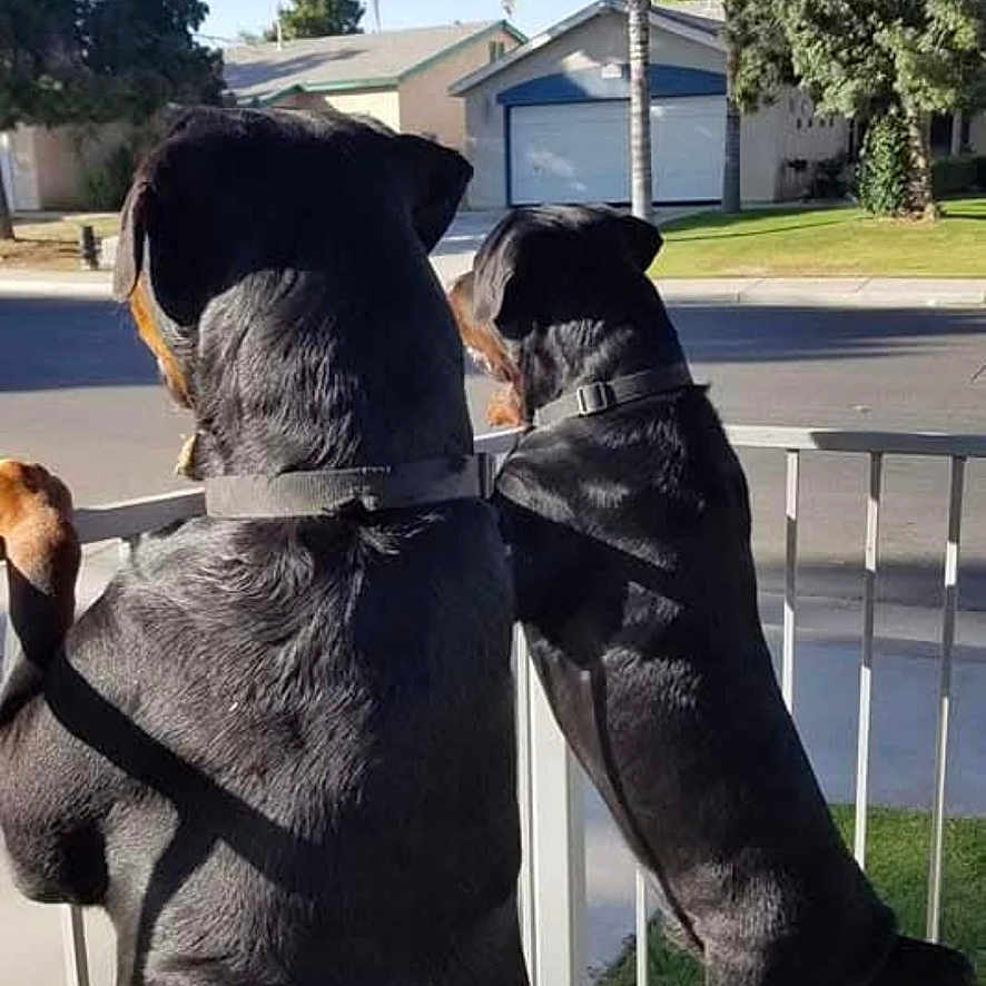 Abbott And Costello is registered to the contest to win money with this photo: animal, back_view, canine, collar, curious, daylight, dog, fence, grass, house, nature, outdoor, palm_tree, pet, rottweiler, standing, street, suburban, tree, yard