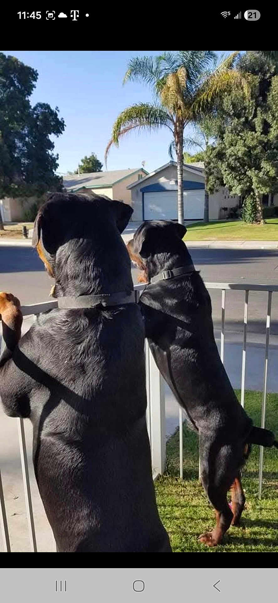 Abbott And Costello is registered to the contest to win money with this photo: dog, rottweiler, pet, fence, suburban, street, house, yard, grass, daylight, outdoor, animal, canine, back_view, collar, tree, palm_tree, curious, standing, nature