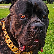 Maximus is registered to the contest to win money with this photo: animal, background, black_dog, canine, close_up, collar, daylight, dog, ears, expression, face, fur, gold_chain, grass, large_dog, outdoor, parked_cars, pet, portrait, tongue