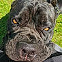 Maximus is registered to the contest to win money with this photo: dog, black_dog, close_up, pet, animal, outdoor, grass, fur, nose, amber_eyes, portrait, resting, canine, cute, friendly, sunlight, collar, expression, texture, head