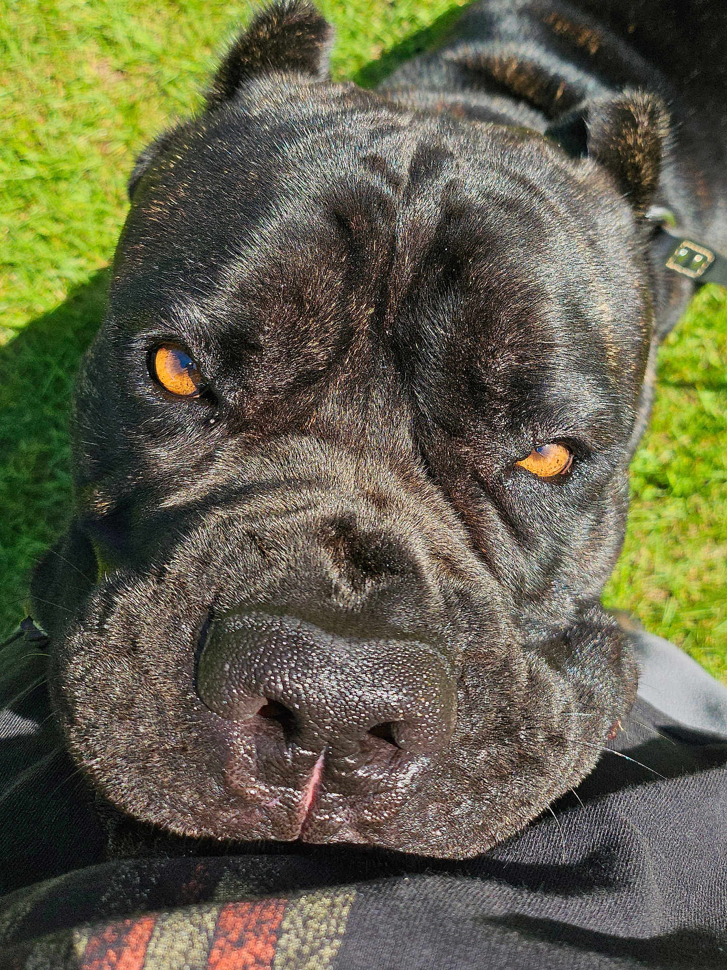 Maximus