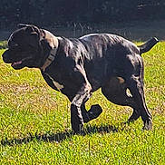 Maximus is registered to the contest to win money with this photo: active, animal, black_dog, canine, collar, daytime, dog, energetic, field, grass, mammal, nature, outdoor, pet, playful, running, shadow, single_animal, sunlight, walking