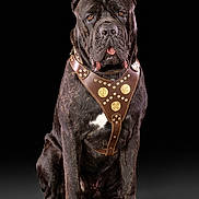 Maximus joined the competition — help win amazing prizes! dog, large_dog, black_dog, leather_harness, studded_harness, sitting, studio_photo, black_background, pet, canine, portrait, animal, mammal, closeup, watchful, brown_eyes, short_hair, muscular, calm, indoors