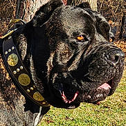 Maximus is registered to the contest to win money with this photo: alert, animal, black_dog, canine, close_up, collar, daylight, dog, face, fur, golden_studs, grass, leather_collar, nature, outdoor, pet, portrait, sunlight, tongue, trees