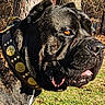 alert, animal, black_dog, canine, close_up, collar, daylight, dog, face, fur, golden_studs, grass, leather_collar, nature, outdoor, pet, portrait, sunlight, tongue, trees