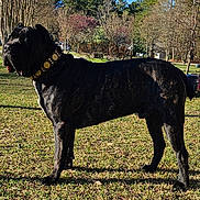 Maximus joined the competition — help win amazing prizes! dog, black_dog, outdoor, grass, collar, tree, sunlight, sky, nature, pet, animal, daytime, canine, standing, mammal, leaves, park, large_dog, background, shadow