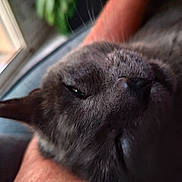 Ramses participe au concours pour gagner de l'argent avec cette photo : animal, cat, close_up, comfort, domestic_cat, ear, face, feline, fur, gray_cat, indoor, nap, natural_light, person_arm, pet, relaxation, resting, sleepy, whiskers, window