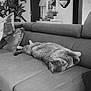 black_and_white, cat, couch, cozy, cushion, decor, domestic_animal, feline, fluffy, furniture, home, indoor, living_room, peaceful, pet, plant, relaxing, resting, sleeping, sofa