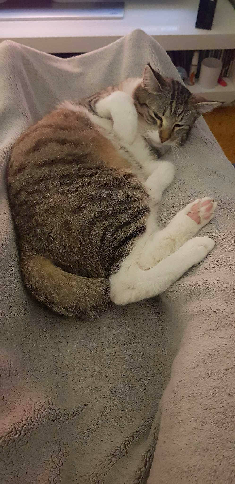 Pearl participe au concours pour gagner de l'argent avec cette photo : carnivore, cat, claw, comfort, domestic_short_haired_cat, felidae, foot, fur, grey, nap, paw, small_to_medium_sized_cats, tail, whiskers