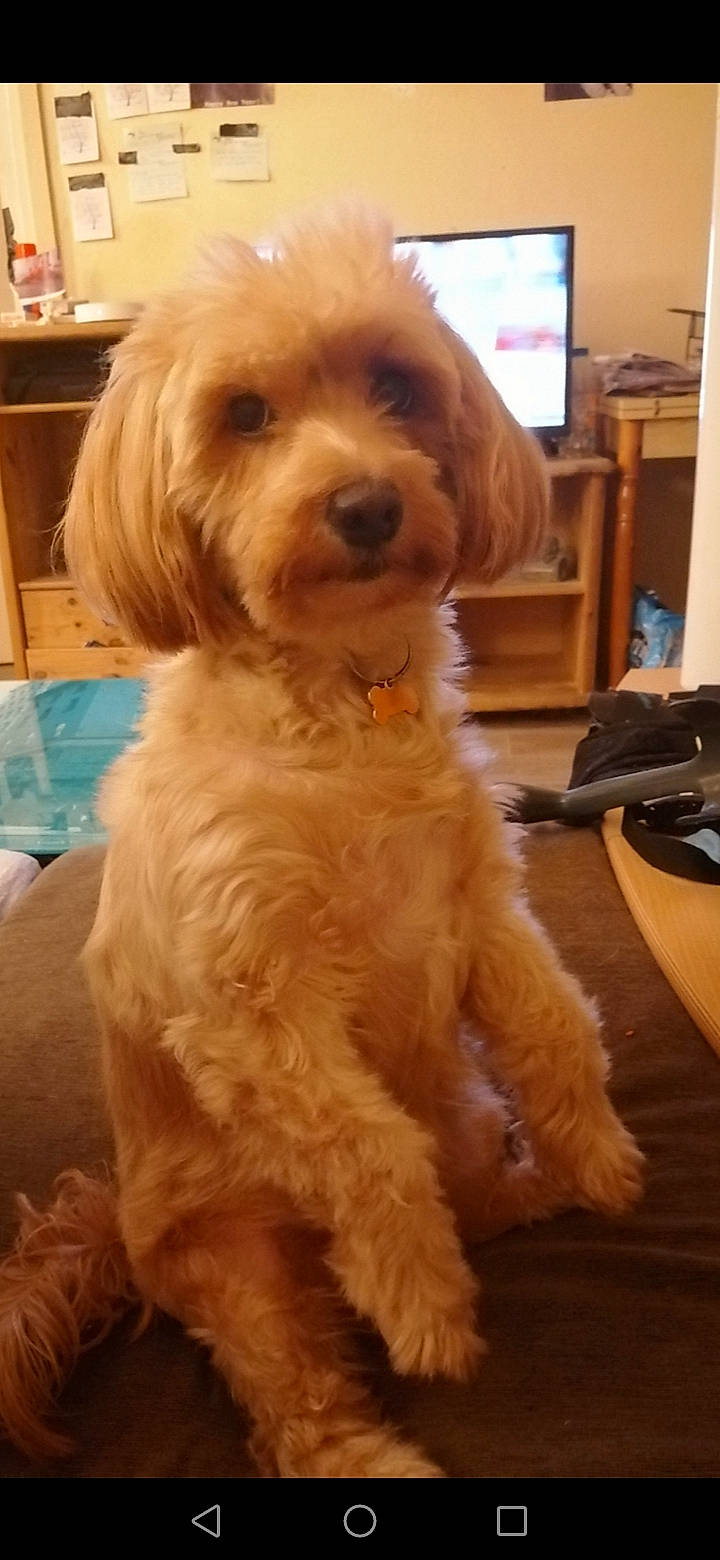 Iona a rejoint le concours — aidez-le/la à gagner de superbes lots ! cabinetry, canidae, carnivore, companion_dog, dog, dog_breed, dog_collar, flooring, fur, labradoodle, liver, maltepoo, small_terrier, snout, sporting_group, terrier, toy_dog, water_dog, working_animal, yorkipoo