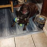 Tag is registered to the contest to win money with this photo: animal, brown_dog, chair, dog, floor, flooring, happy, home, indoor, pants, person, pet, seated_person, shoes, smiling, stuffed_toy, tile_floor, toy, wood_floor, wooden_chair