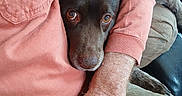 Tag is registered to the contest to win money with this photo: dog, brown_dog, person, arm, wrangler_shirt, coral_shirt, couch, indoor, pet, companionship, relaxing, close_up, casual_clothing, hand, fur, animal, resting, comfort, home, intimate