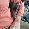 dog, brown_dog, person, arm, wrangler_shirt, coral_shirt, couch, indoor, pet, companionship, relaxing, close_up, casual_clothing, hand, fur, animal, resting, comfort, home, intimate