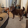 Tag joined the competition — help win amazing prizes! animal, brown_dog, carpet, couch, cozy, decor, dog, door, doorway, floor, furniture, happy_dog, home, indoor, living_room, looking_back, pet, side_table, tail, wall_art