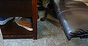 Tag joined the competition — help win amazing prizes! black_socks, brown_dog, carpet, casual, couch, cozy, dog, furniture, hidden, indoor, legs, living_room, peeking, person, shoe, sitting, socks, table, water_bottle, wooden_table